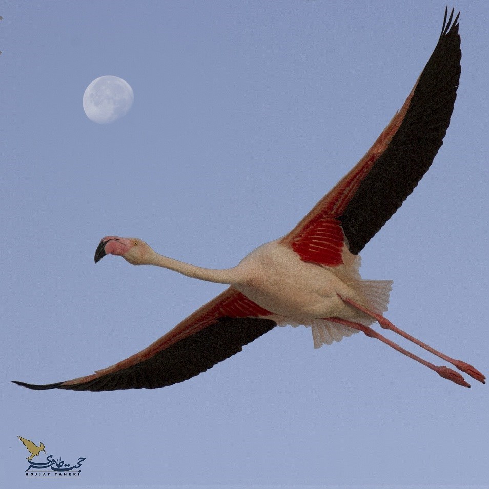 مستند , خانه مستند انقلاب اسلامی , سازمان هنری رسانه‌ای اوج , 