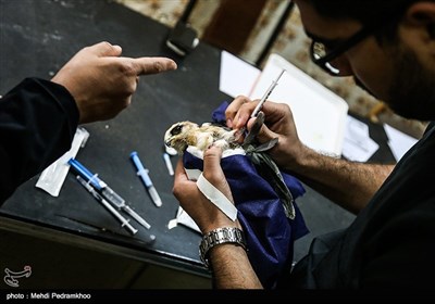 بازگشت بال سیاه به دامان طبیعت