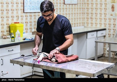 بازگشت بال سیاه به دامان طبیعت