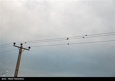بازگشت بال سیاه به دامان طبیعت