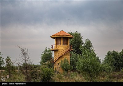 بازگشت بال سیاه به دامان طبیعت