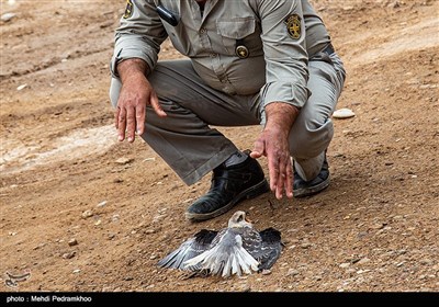 جوجه کورکور سیاه بال که حالا شکارچی جوانی شده 2 روز پیش (30 فروردین) در منطقه حفاظت شده کرخه (در شهرستان شوش در خوزستان) رهاسازی شد تا در جنگل های این منطقه روی شاخه های بلند درختان آشیانه بسازد و زندگی تازه ای را در طبیعت آزاد از سربگیرد