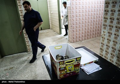 بازگشت بال سیاه به دامان طبیعت