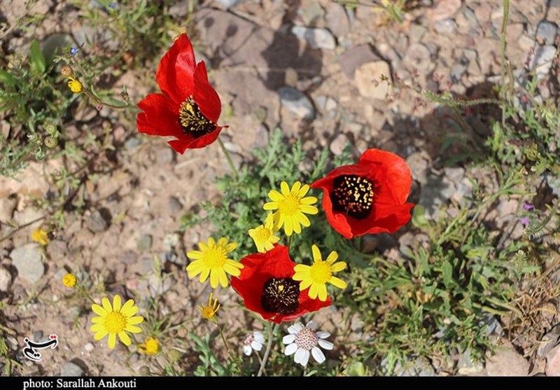 استان کرمان , 