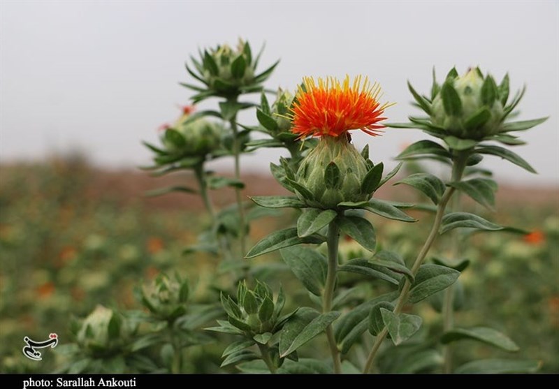 استان کرمان , کشاورزی , 