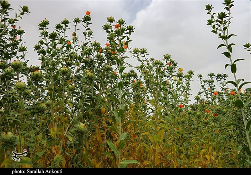 استان کرمان , کشاورزی , 