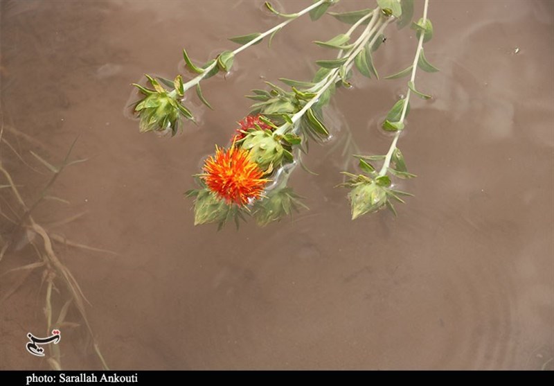 استان کرمان , کشاورزی , 