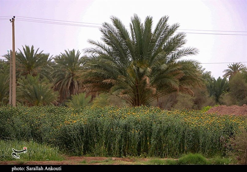 استان کرمان , کشاورزی , 