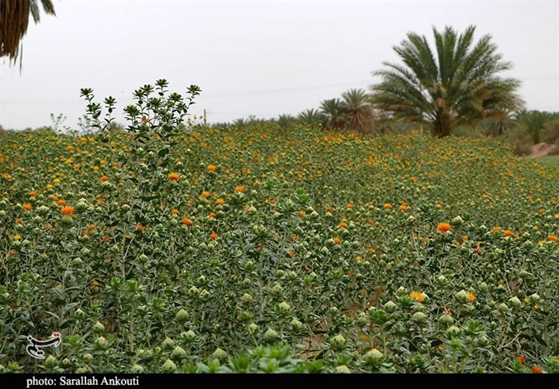 استان کرمان , کشاورزی , 