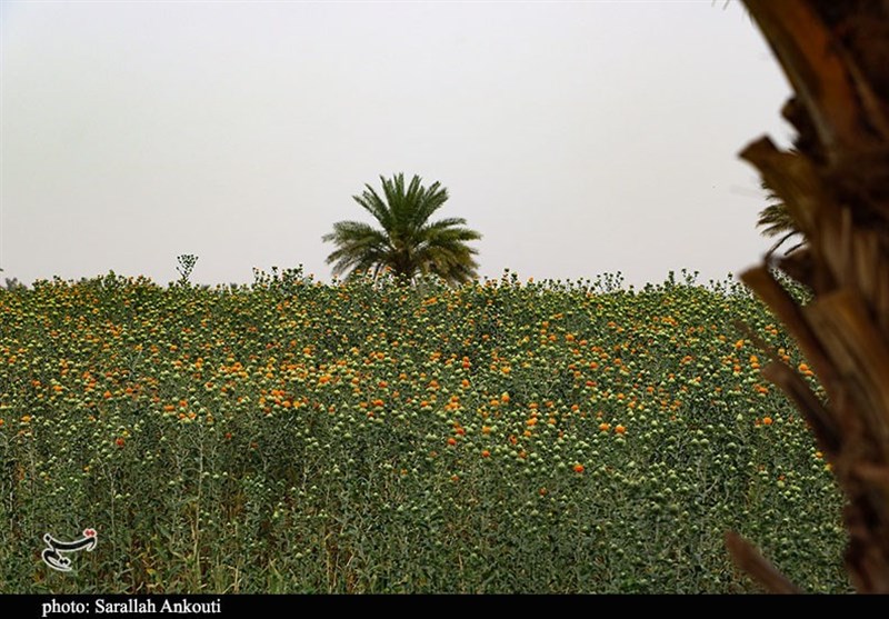 استان کرمان , کشاورزی , 