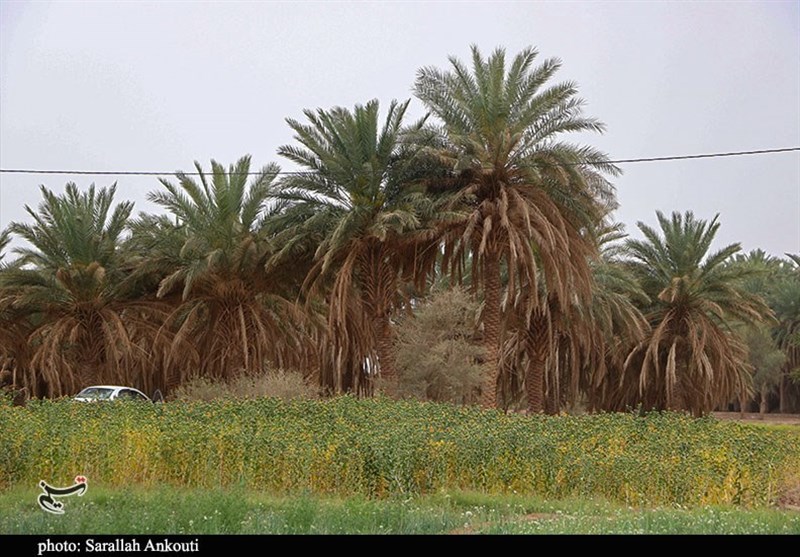 استان کرمان , کشاورزی , 