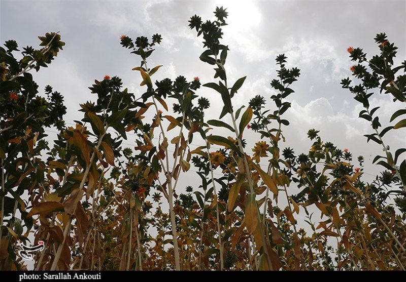 استان کرمان , کشاورزی , 