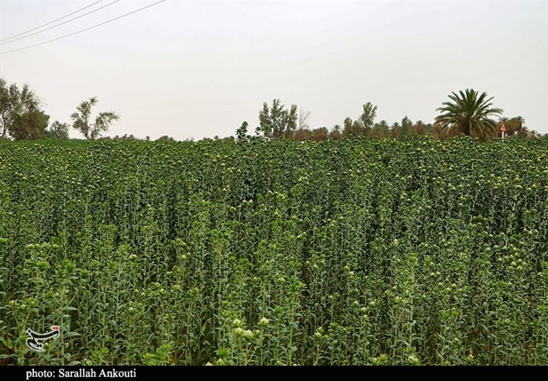 استان کرمان , کشاورزی , 