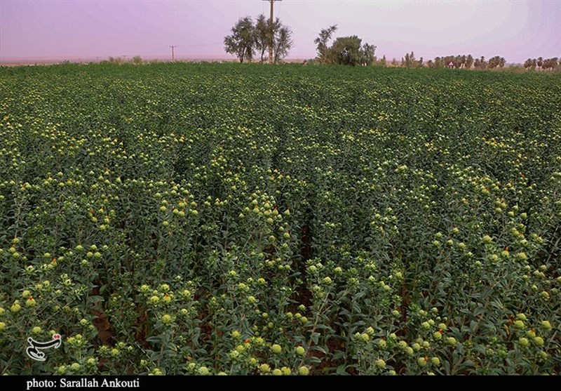استان کرمان , کشاورزی , 