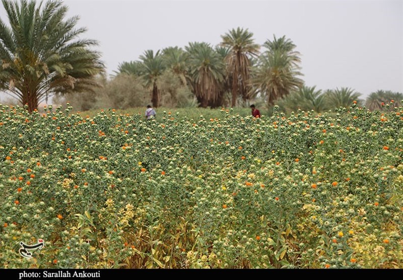 استان کرمان , کشاورزی , 