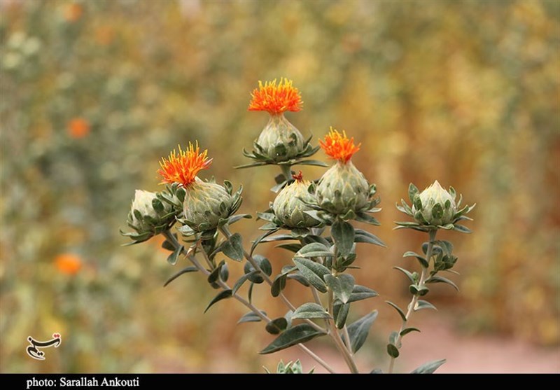 استان کرمان , کشاورزی , 