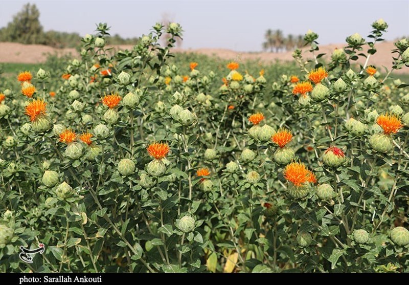 استان کرمان , کشاورزی , 