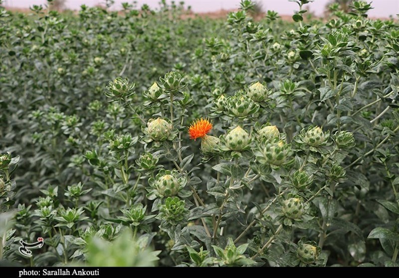 استان کرمان , کشاورزی , 