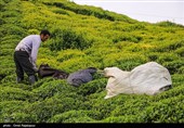پایان خرید تضمینی برگ سبز چای/ 98 هزار تن چای از چایکاران خریداری شد