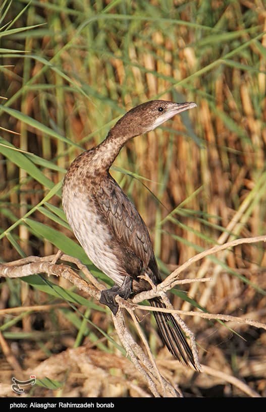 آذربایجان شرقی , پایش و نظارت در محیط زیست ,