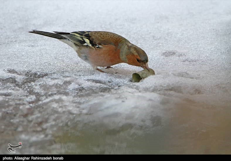 آذربایجان شرقی , پایش و نظارت در محیط زیست ,