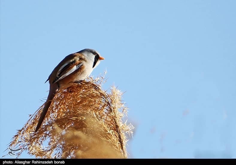 آذربایجان شرقی , پایش و نظارت در محیط زیست ,