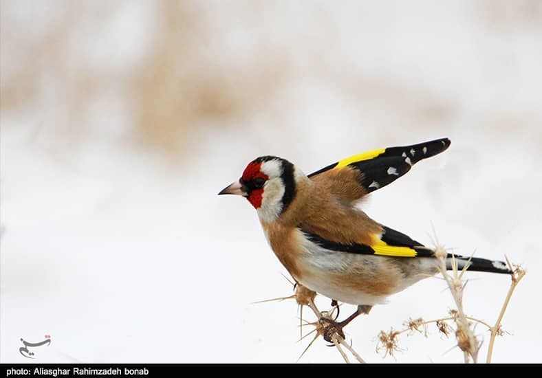 آذربایجان شرقی , پایش و نظارت در محیط زیست ,