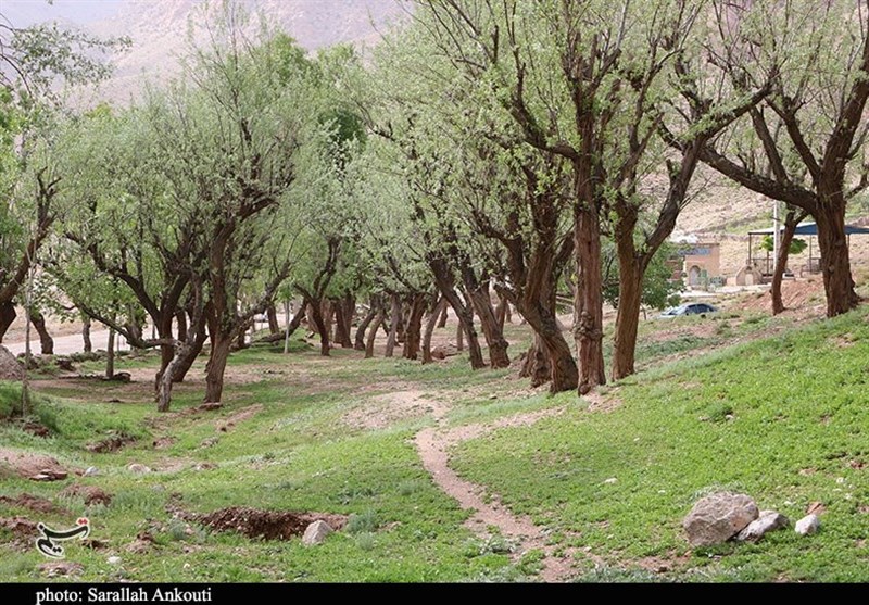 استان کرمان , زندگی روستایی , گردشگری سلامت , 