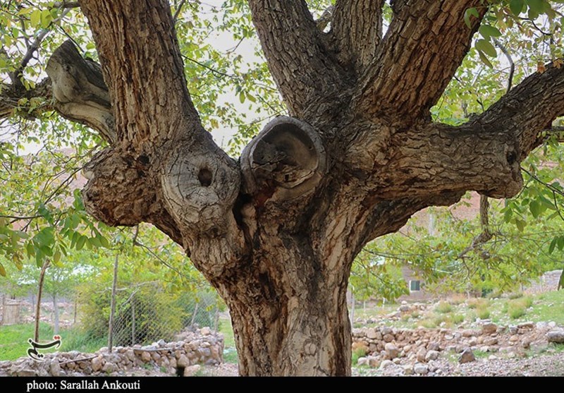 استان کرمان , زندگی روستایی , گردشگری سلامت , 