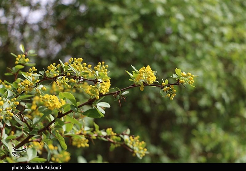 استان کرمان , زندگی روستایی , گردشگری سلامت , 