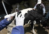 رئیس سازمان دامپزشکی: تب‌ برفکی در ایران کنترل شد/ پاندمی‌های جدید محتمل ا‌ست