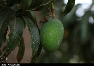 رتبه نخست هرمزگان در تولید انبه کشور