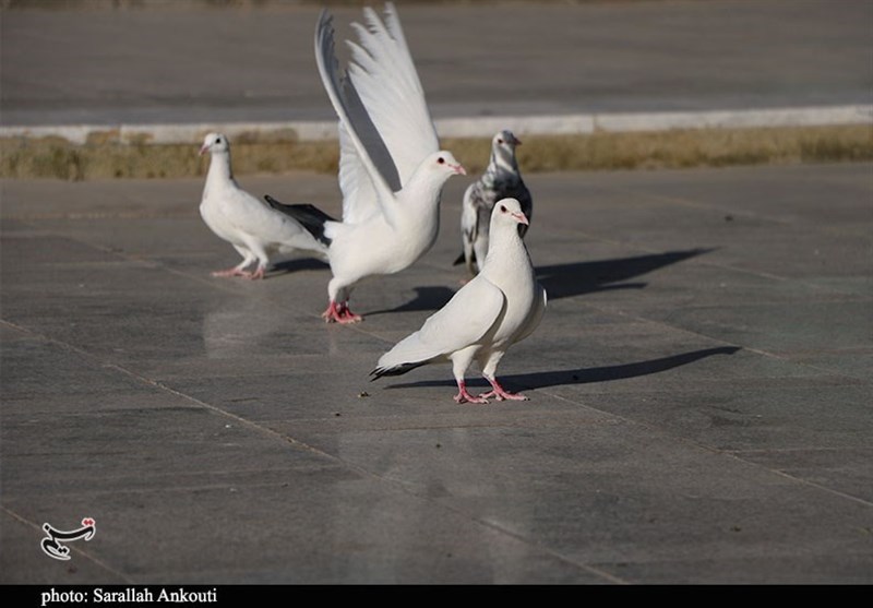 استان کرمان , امام حسن (ع) , ماه مبارک رمضان ,