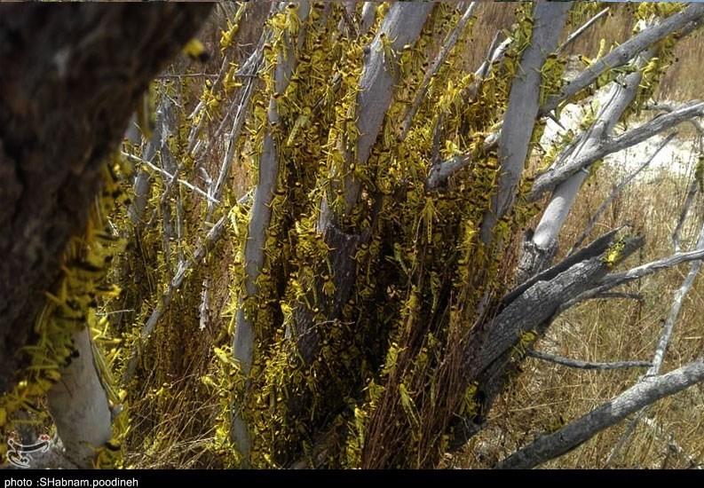 استان سیستان و بلوچستان , 