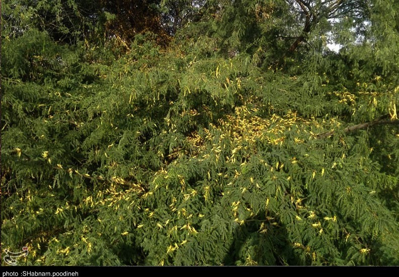 استان سیستان و بلوچستان , 