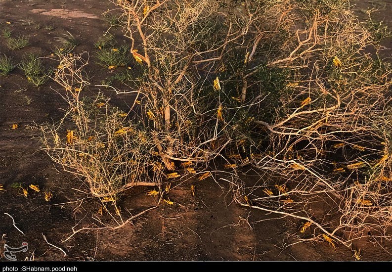 استان سیستان و بلوچستان , 