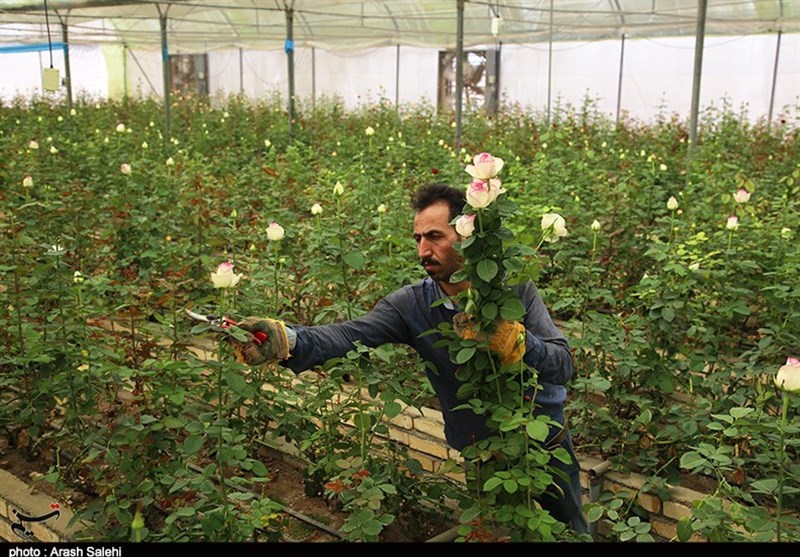 اقتصاد قوی , کشاورزی , 