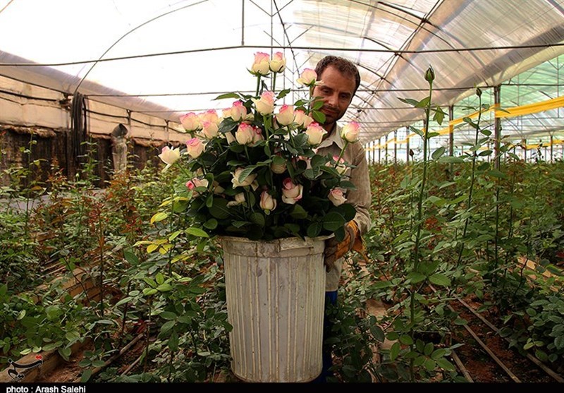 اقتصاد قوی , کشاورزی , 