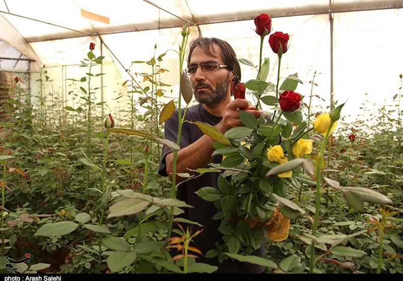 اقتصاد قوی , کشاورزی , 