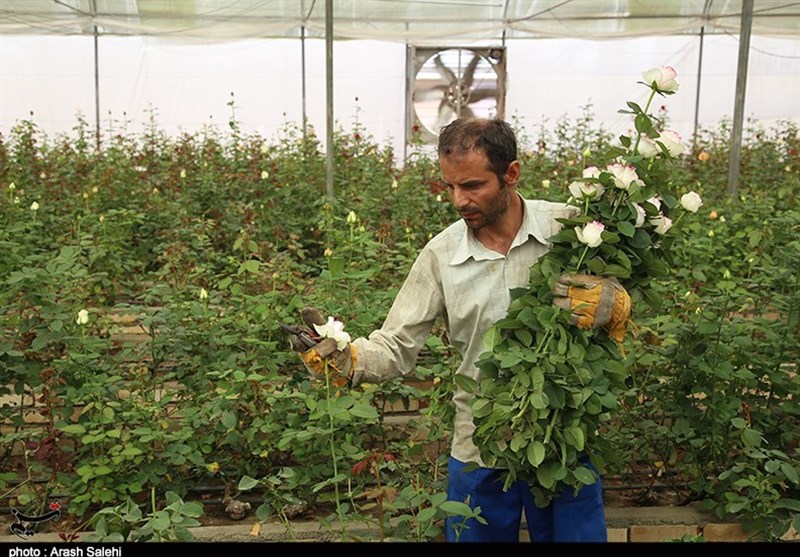 اقتصاد قوی , کشاورزی , 