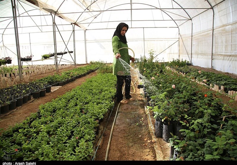 اقتصاد قوی , کشاورزی , 