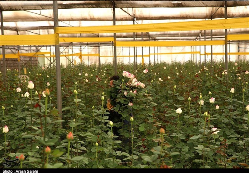 اقتصاد قوی , کشاورزی , 