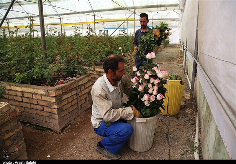 اقتصاد قوی , کشاورزی , 