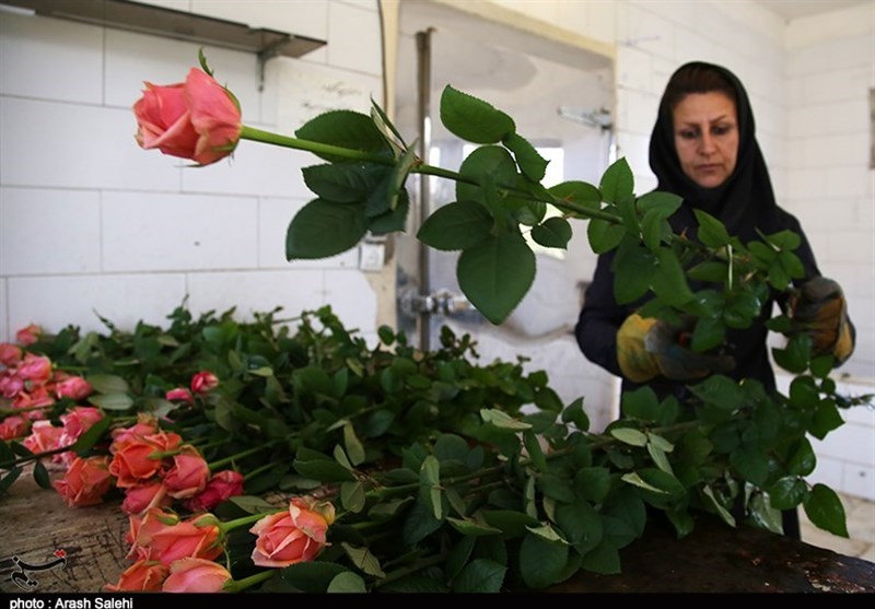 اقتصاد قوی , کشاورزی , 