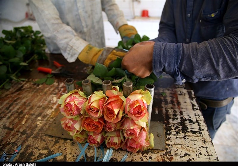 اقتصاد قوی , کشاورزی , 