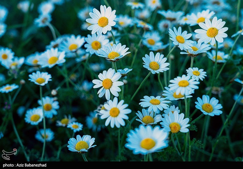 بهداشت و درمان , تغذیه سالم , طب سنتی ,