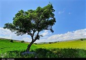 لزوم مشارکت همه‌جانبه برای صیانت از محیط‌زیست در خراسان شمالی