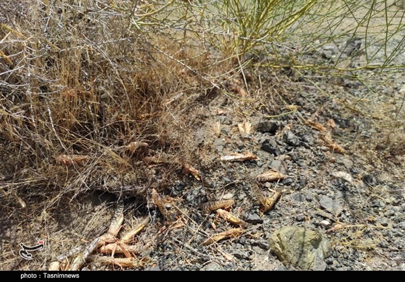 استان کرمان , کشاورزی , 