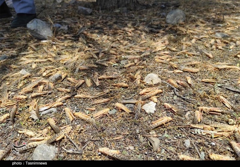 استان کرمان , کشاورزی , 