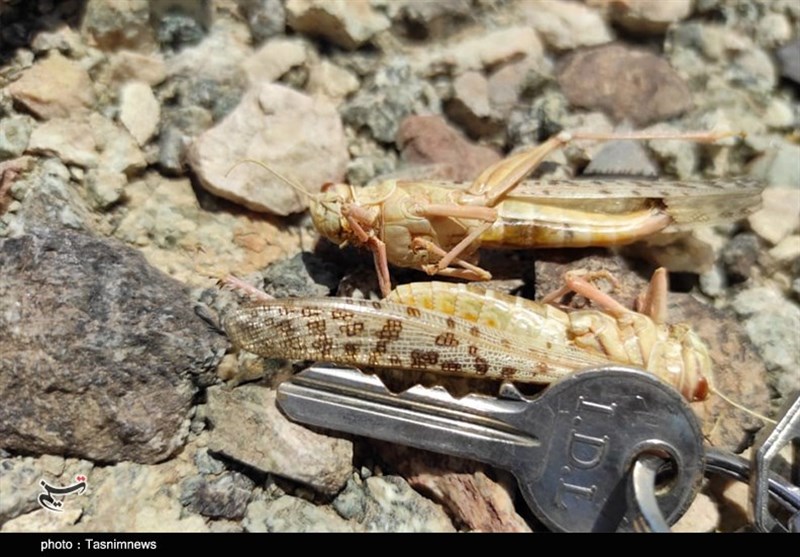 استان کرمان , کشاورزی , 